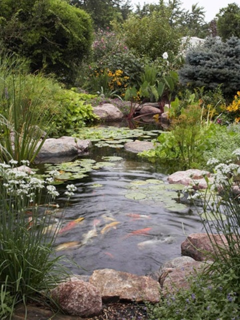 photo d'un bassin naturel avec poissons rouges