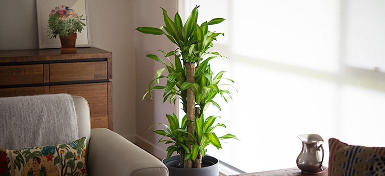 Bien choisir sa plante d'intérieur par rapport à son mobilier